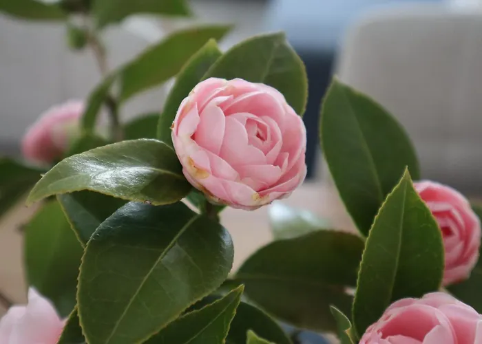 Apartment Ca Meriggio Bright Within Walking Distance Of The River